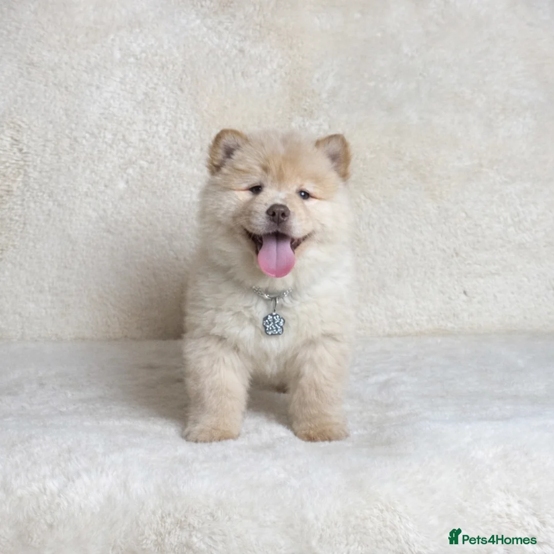 Mixed Breed dogs for sale: (Bear) lilac platinum male chowsky puppy  - Advert 9