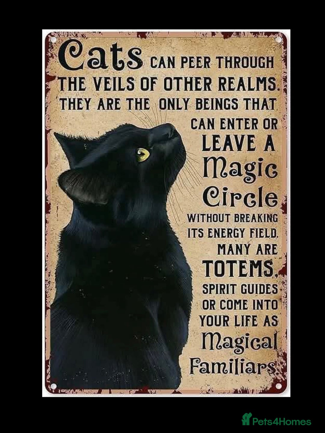 Ragdoll cats for sale: 🐈‍⬛ Beautiful majestic black kittens 🐈‍⬛ - Image 5