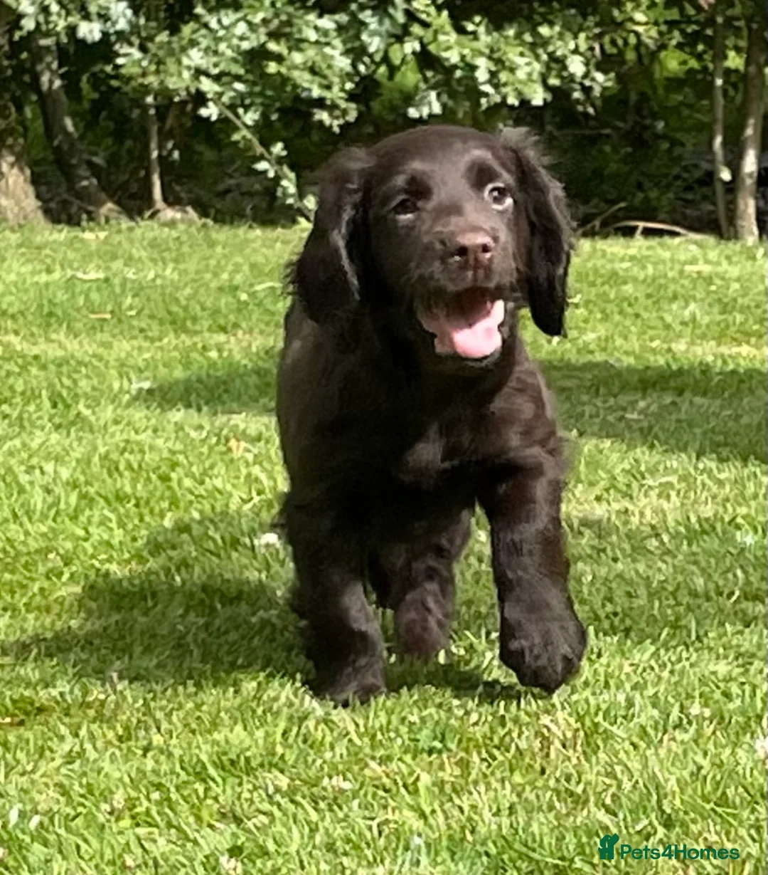 Cocker Spaniel dogs for stud: Stunning Chocolate & Tan Cocker Proven Stud in Burton-on-Trent - Advert 18