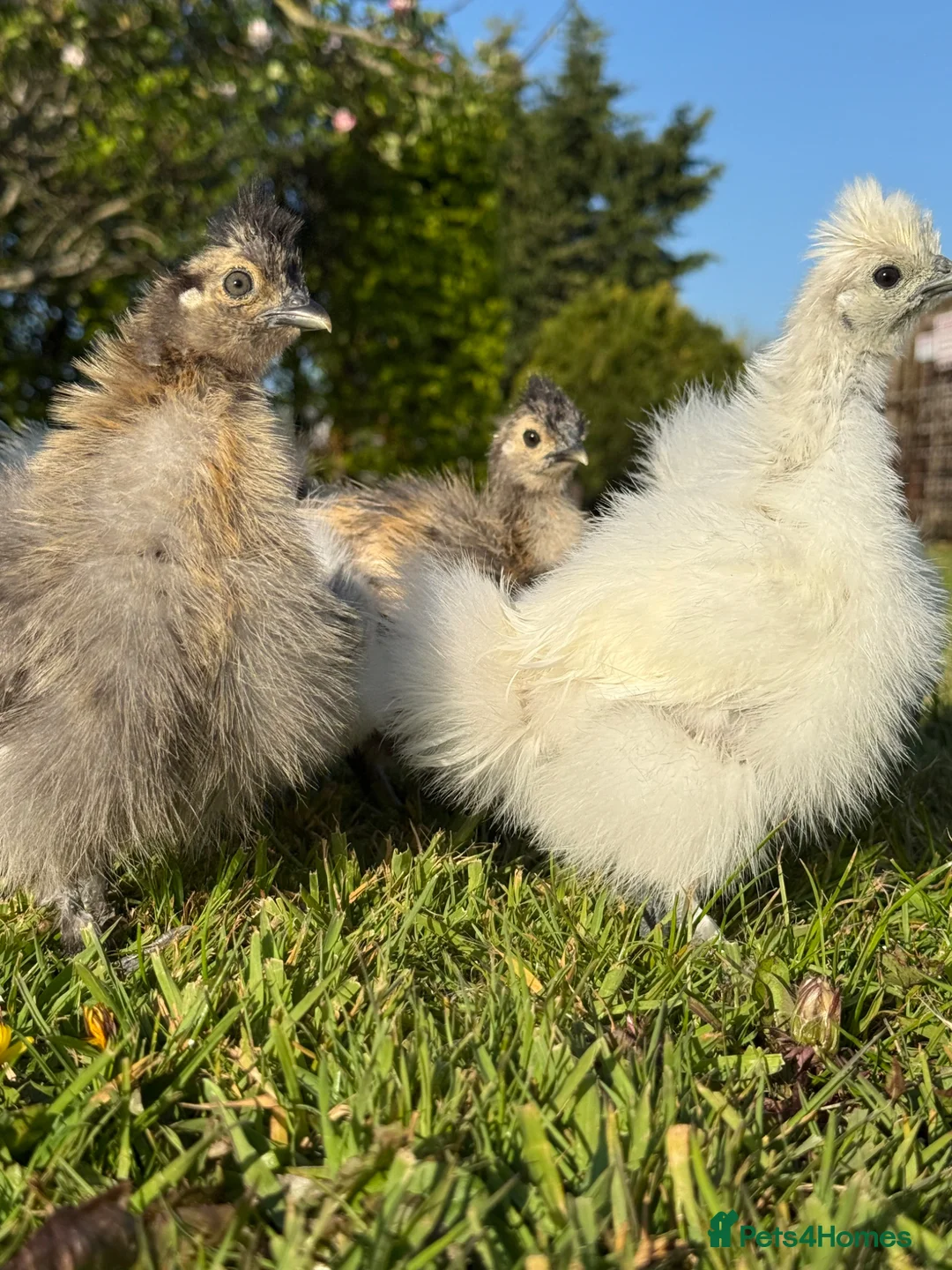 Chickens poultry for sale: Silkie Chicks  - Advert 1