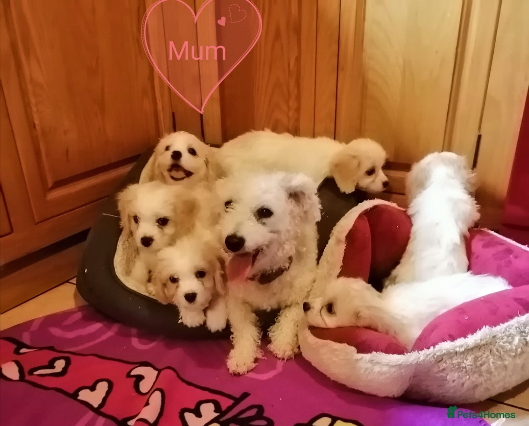 Cavachon dogs for sale: Cavachon Puppies - Image 11