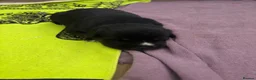 Mixed Breed dogs for sale: Malamute husky x Belgian shepherd in Maldon - Advert 6