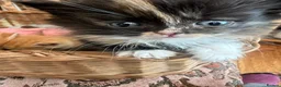 Persian cats for sale: Persian x British short haired  in Canterbury - Advert 13