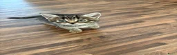 Mixed Breed cats for sale: 4 beautiful medium haired kittens.  - Advert 2
