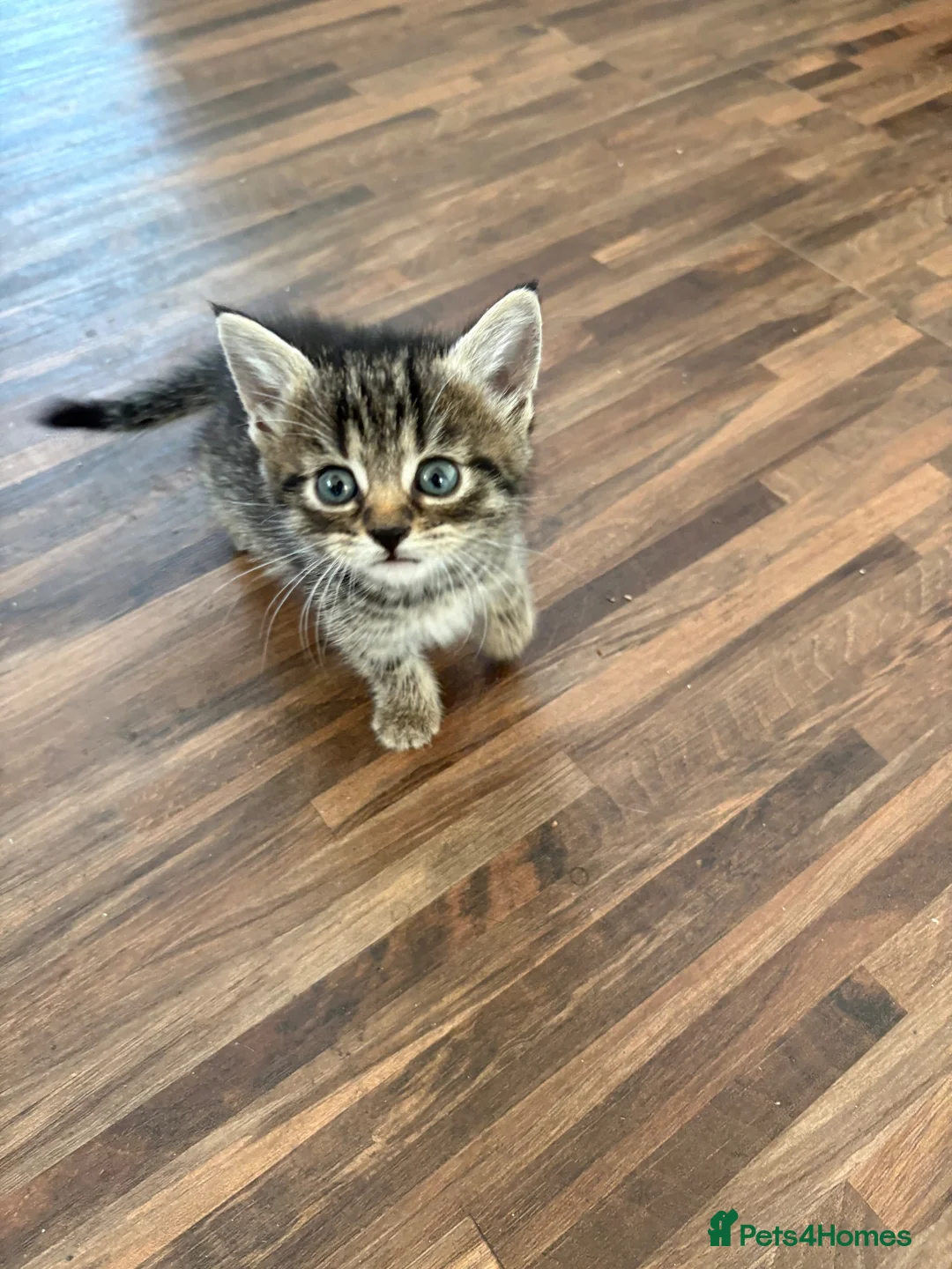 Mixed Breed cats for sale: 4 beautiful medium haired kittens.  - Advert 2
