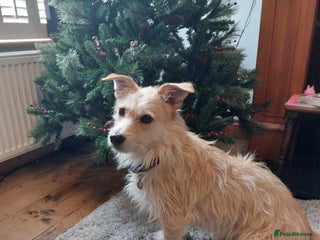 Mixed Breed dogs Miss Luna - Advert 8