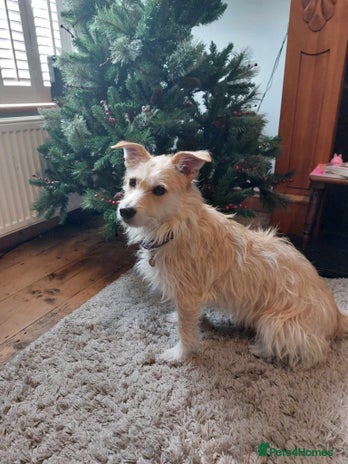 Mixed Breed dogs Miss Luna - Advert 9