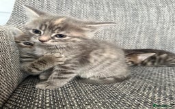 British Longhair cats for sale: Beautiful kittens by our stunning British longhair - Image 15