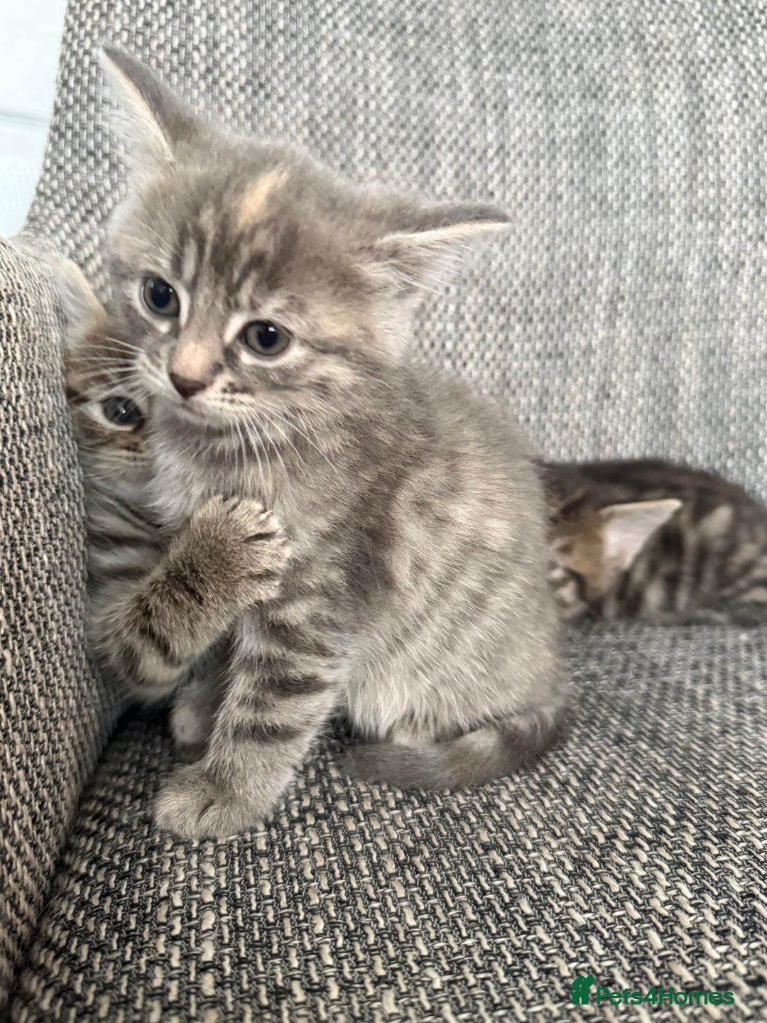British Longhair cats for sale: Beautiful kittens by our stunning British longhair - Image 15