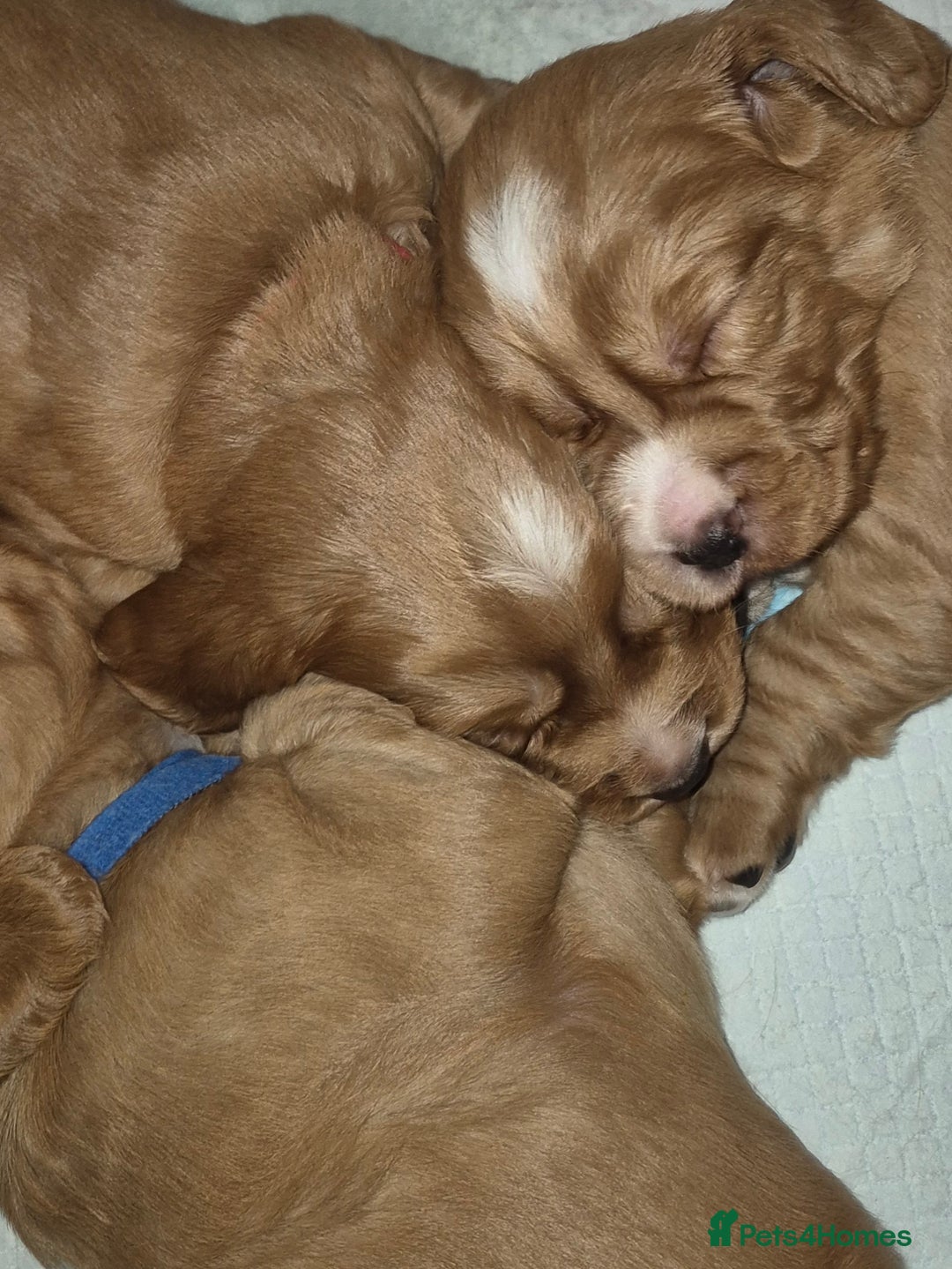 Cocker Spaniel dogs for sale: KC reg,Adorable,Golden Working CockerSpaniel Pupps - Advert 5