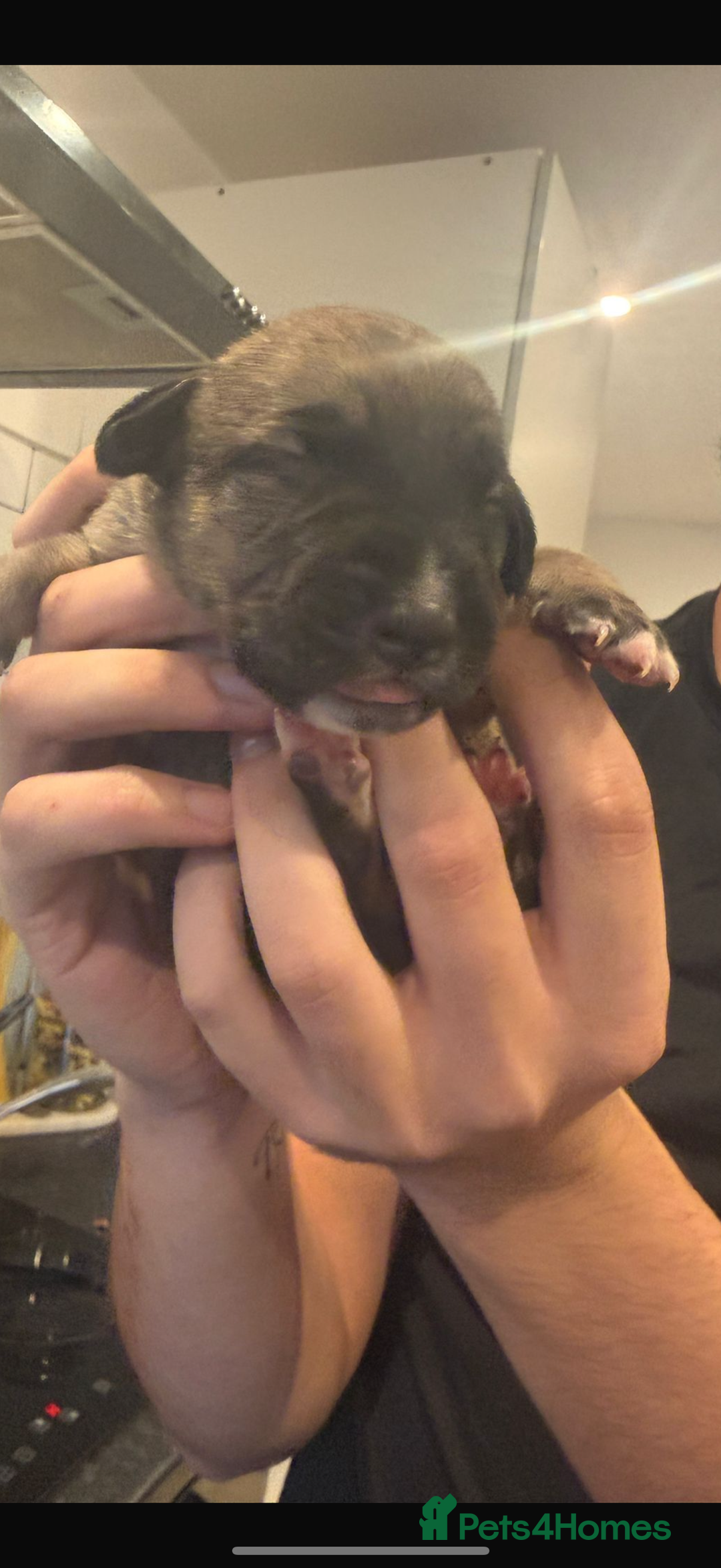 Borador dogs for sale: Border collie x lab puppies for sale  - Image 12