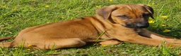 Rhodesian Ridgeback dogs for sale: Gentlemen of the Savanna. - Advert 9