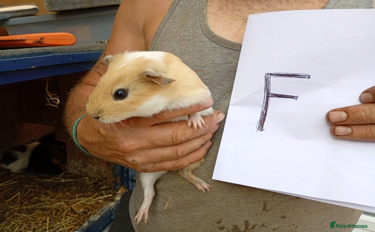 Guinea Pig rodents - Advert 2