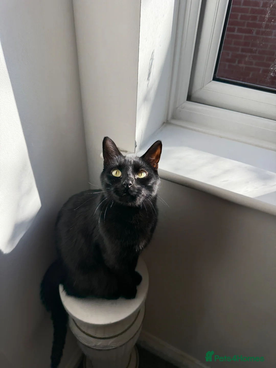 Domestic Shorthair cats for sale: 🐾 Loving House Cat Looking for His Forever Home - Advert 2