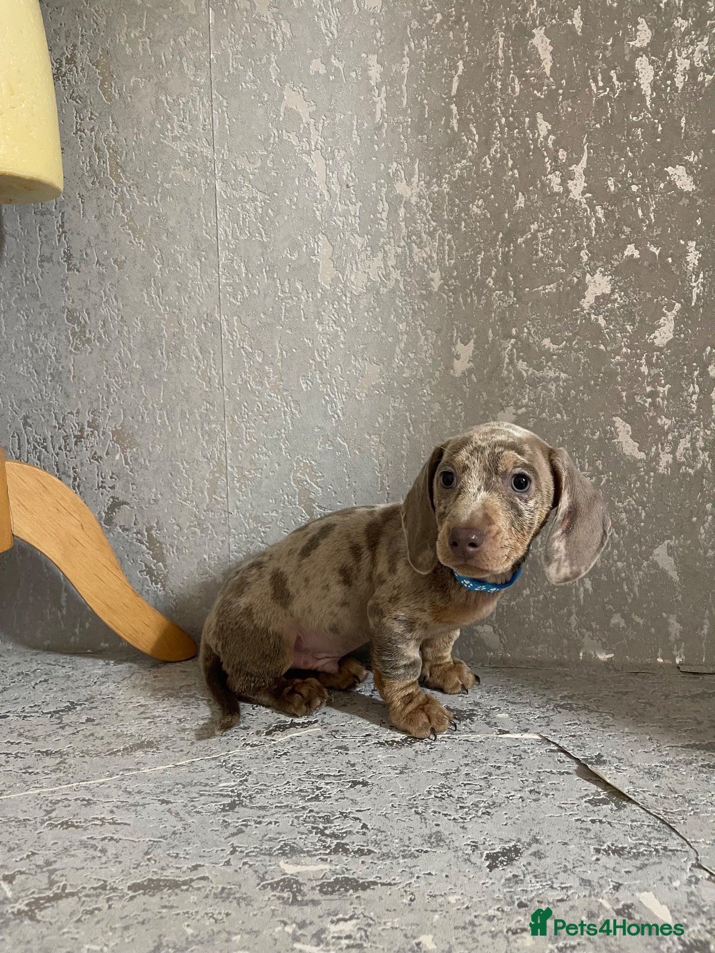 Miniature Dachshund dogs Isabella dachshunds for sale  - Advert 1