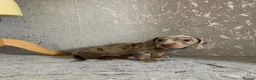 Miniature Dachshund dogs for sale: Isabella dachshunds for sale  - Advert 1