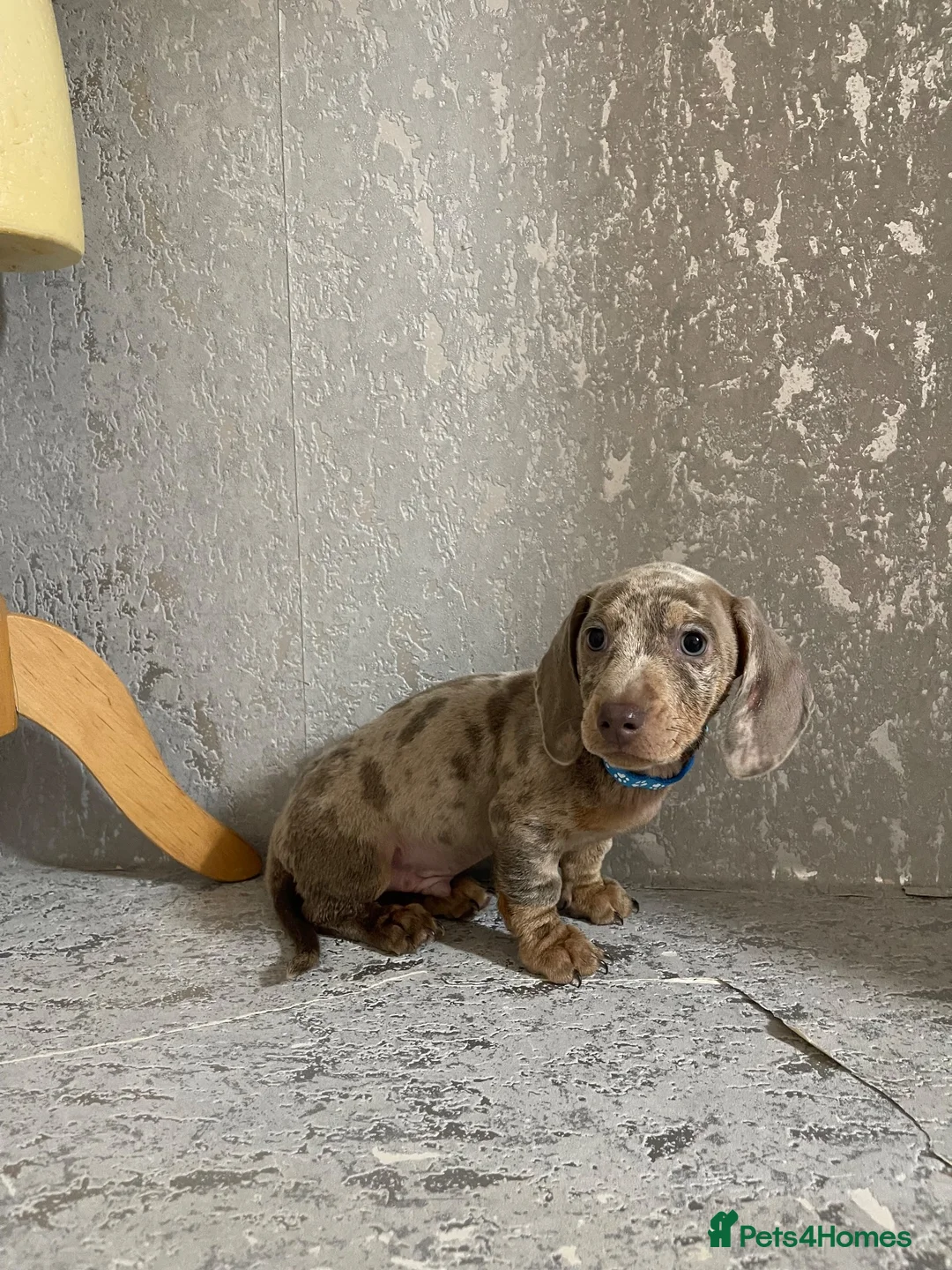 Miniature Dachshund dogs for sale: Isabella dachshunds for sale  - Advert 1