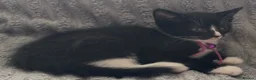 British Shorthair cats for sale: Black & white boy and girl kittens  - Advert 5