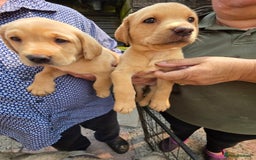 Labrador Retriever dogs for sale: Kc reg  yellow lab puppies 🐶  - Image 17