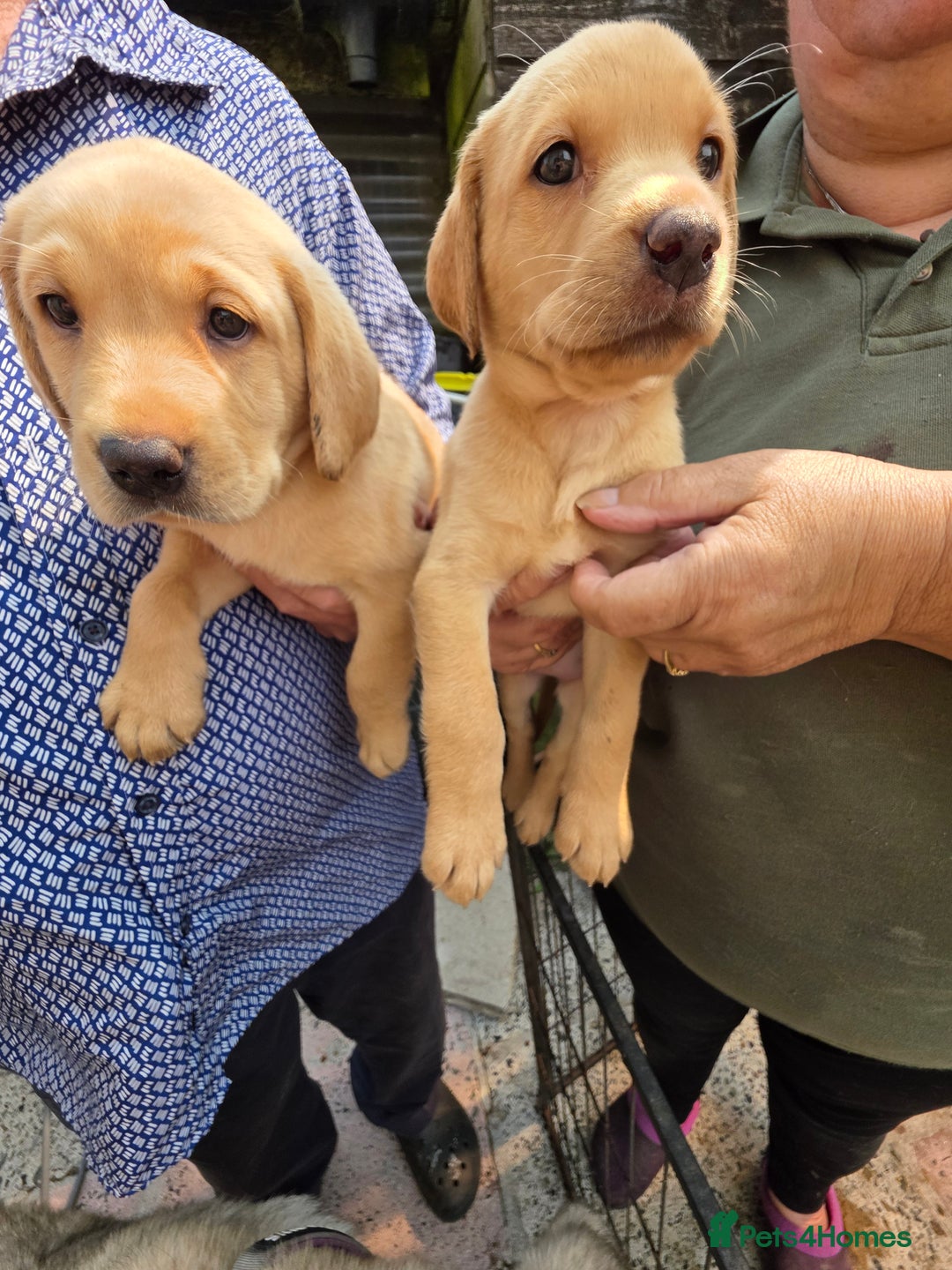 Labrador Retriever dogs for sale: Kc reg  yellow lab puppies 🐶  - Image 17