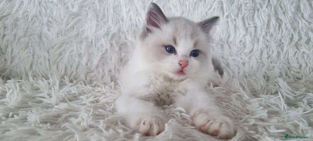 Ragdoll cats for sale: 💕BEAUTIFUL TICA REGISTERED RAGDOLLS KITTENS💕  - Advert 16