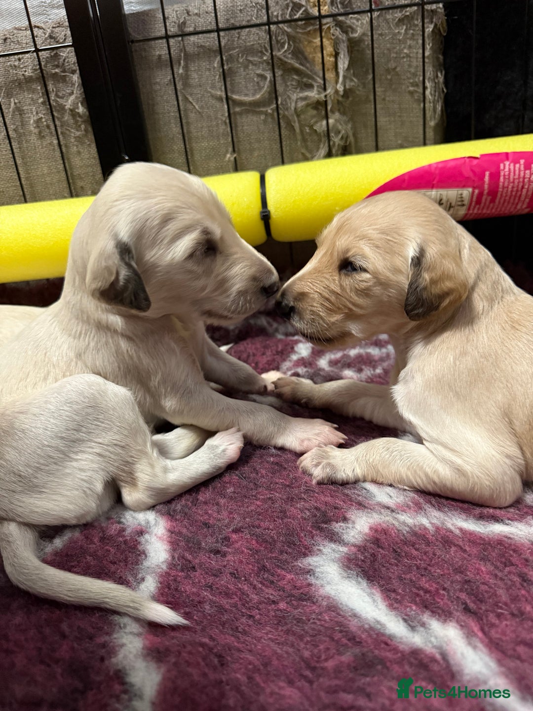 Saluki dogs for sale: Beautiful Saluki (new updated photos)  - Image 6