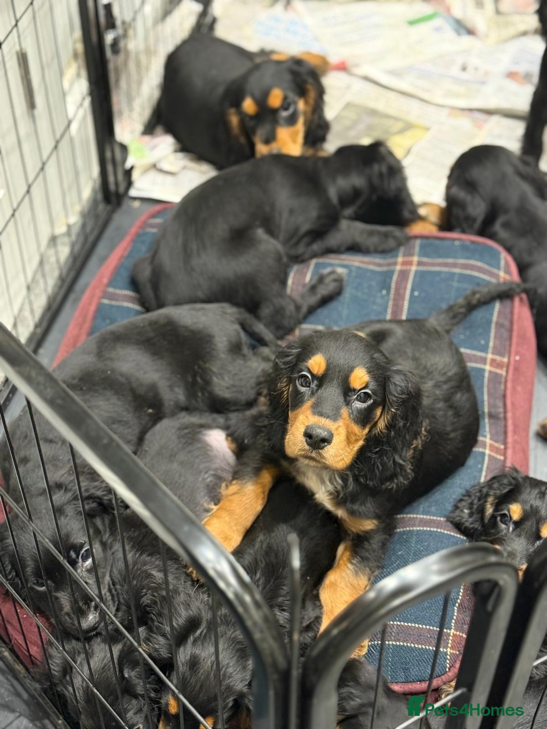 Cocker Spaniel dogs for sale: Cocker Spaniel Puppies  - Image 3