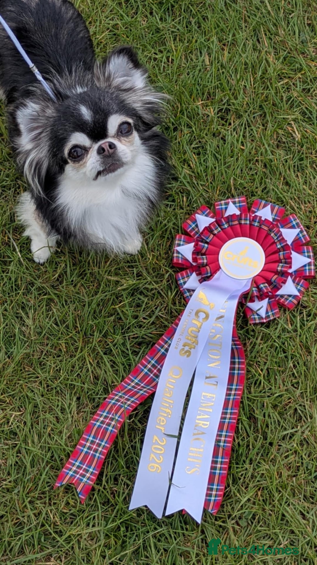 Chihuahua dogs for stud: Husky Marked Thai import Chihuahua Stud - Image 2