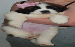 Saint Bernard dogs for sale: Full-Sized Saint Bernards - Image 3