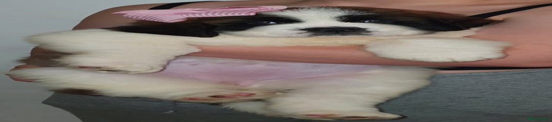 Saint Bernard Puppy 4