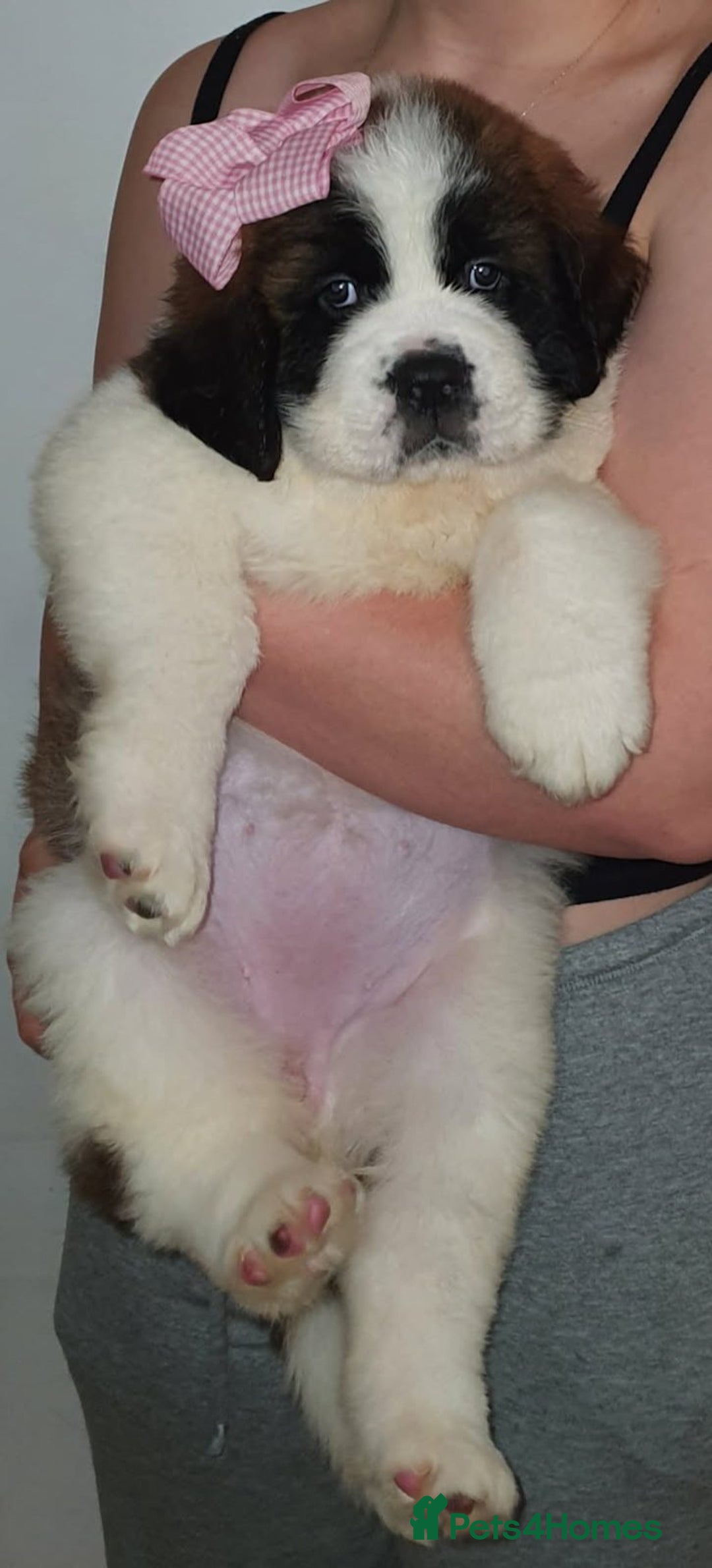 Saint Bernard dogs for sale: Full-Sized Saint Bernards - Image 3