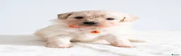 Maltipom dogs for sale: Gorgeous hypollargen puppies looking for home - Advert 4