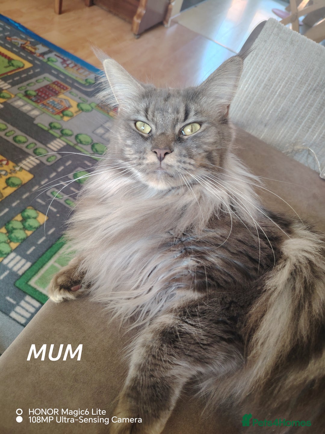 Maine Coon cats for sale: Beautiful Maine Coon kittens 💖💙🐱 - Advert 9