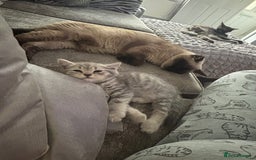 British Shorthair cats for sale: British short hair kittens  - Image 29