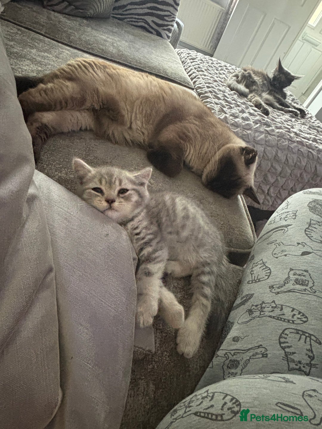 British Shorthair cats for sale: British short hair kittens  - Image 29