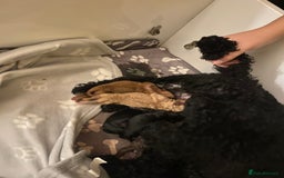 Miniature Poodle dogs for sale: Beautiful Miniature/Toy poodles  - Image 6