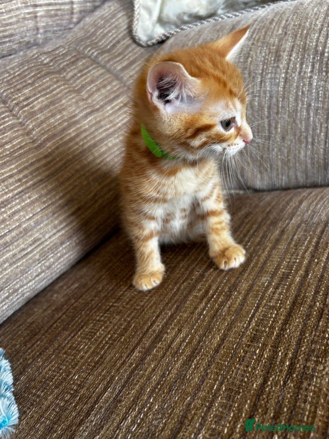 Ragdoll cats for sale: Ragdoll mixed tabby Ginger kittens - Image 13