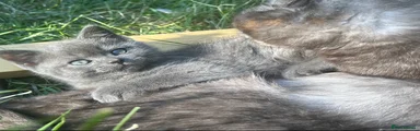 Mixed Breed Kitten 2