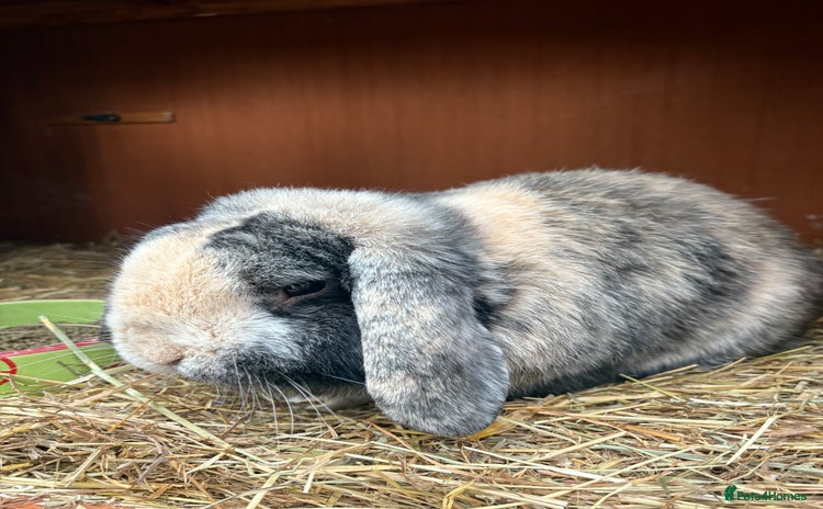 German Lop rabbits - Advert 2