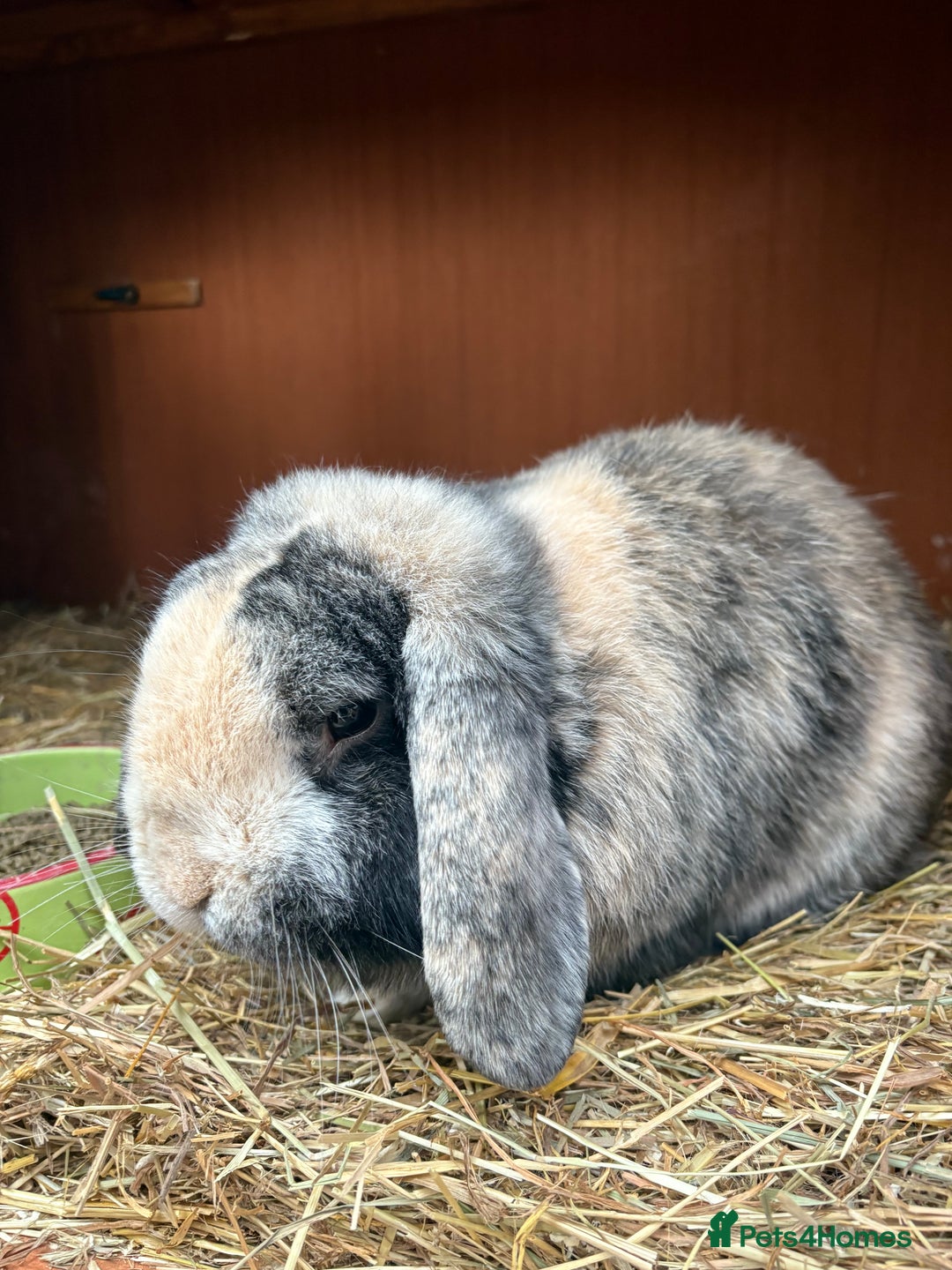 German Lop rabbits for sale: Magpie Harlequin German lop buck - Image 1