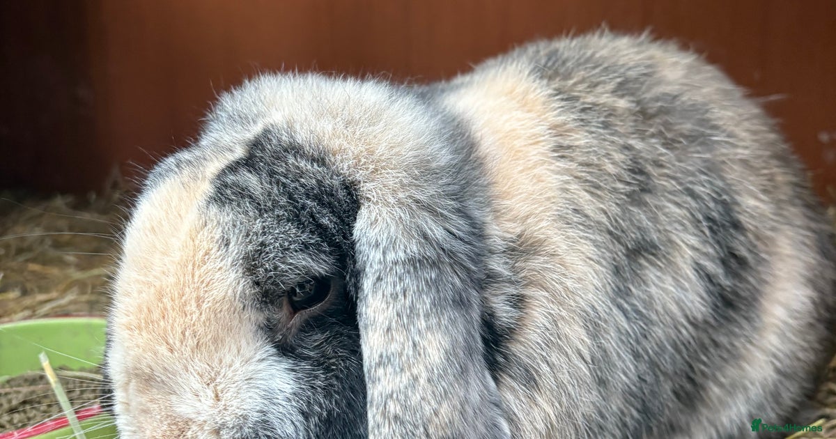 Magpie Harlequin German lop buck for sale in Newcastle upon Tyne