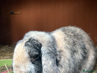 German Lop rabbits - Advert 1