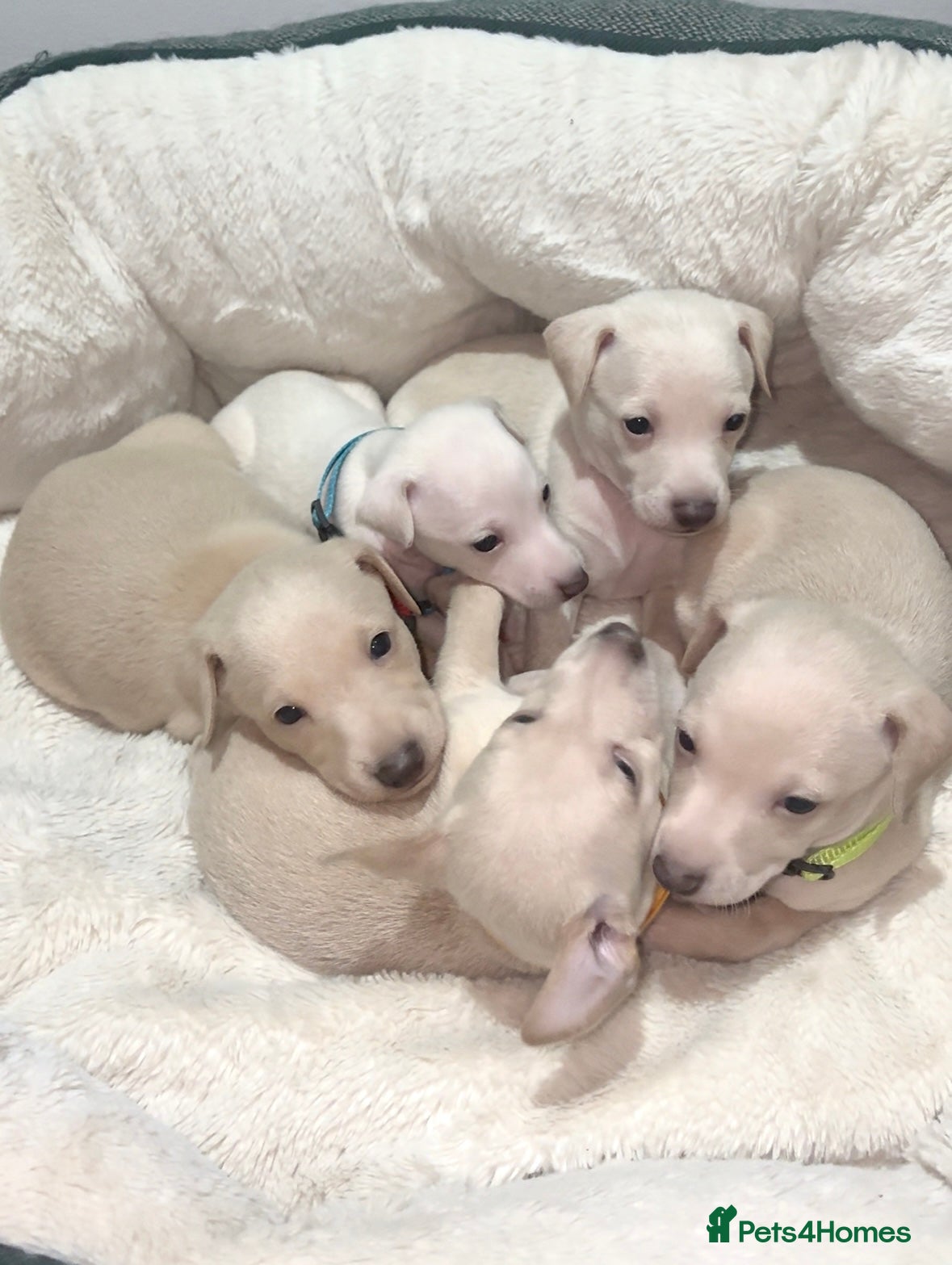 Italian Greyhound dogs Exceptionally Well-Bred Italian Greyhound Puppies - Advert 2