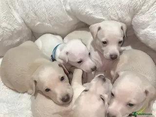 Italian Greyhound dogs Exceptionally Well-Bred Italian Greyhound Puppies - Advert 2