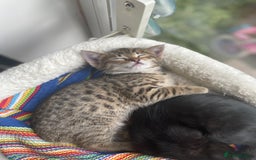 Savannah cats for sale: Savannah/Maine Coon Kittens Excellent Temperament - Image 3