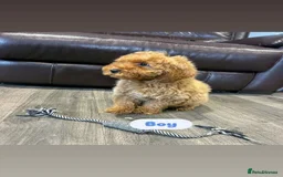 Cavapoo dogs for sale: Adorable Cavapoos ready for their new families 🐾 - Image 27