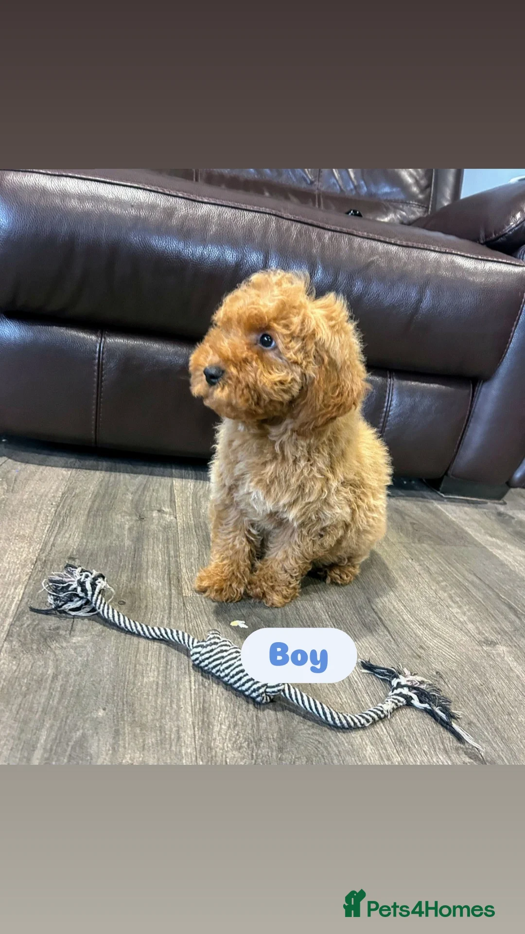 Cavapoo dogs for sale: Adorable Cavapoos ready for their new families 🐾 - Image 27
