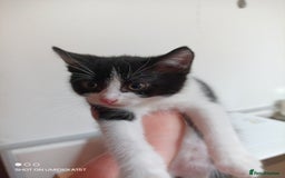 Mixed Breed cats for sale: 3 beautiful kittens - Image 3
