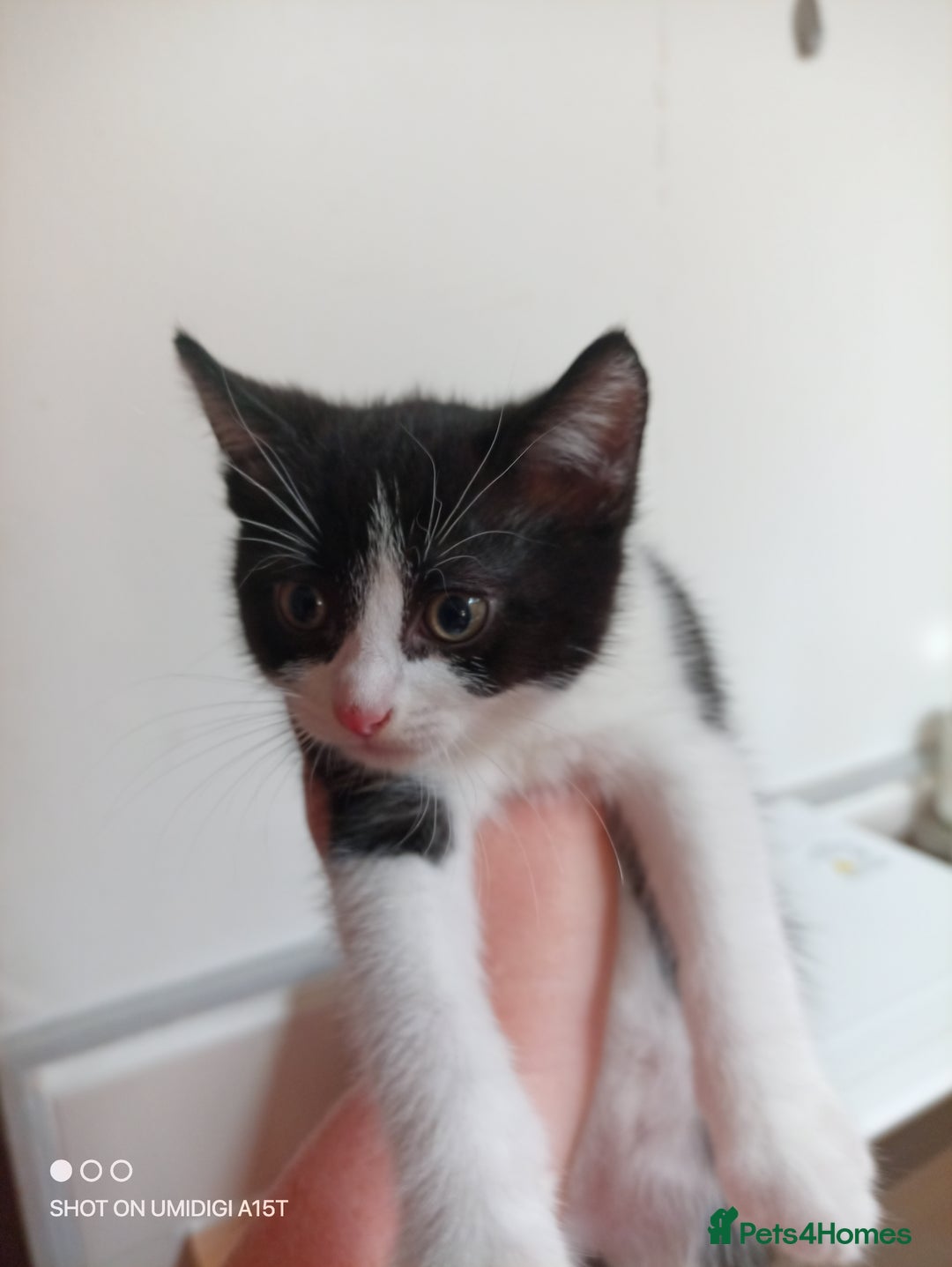 Mixed Breed cats for sale: 3 beautiful kittens - Image 3