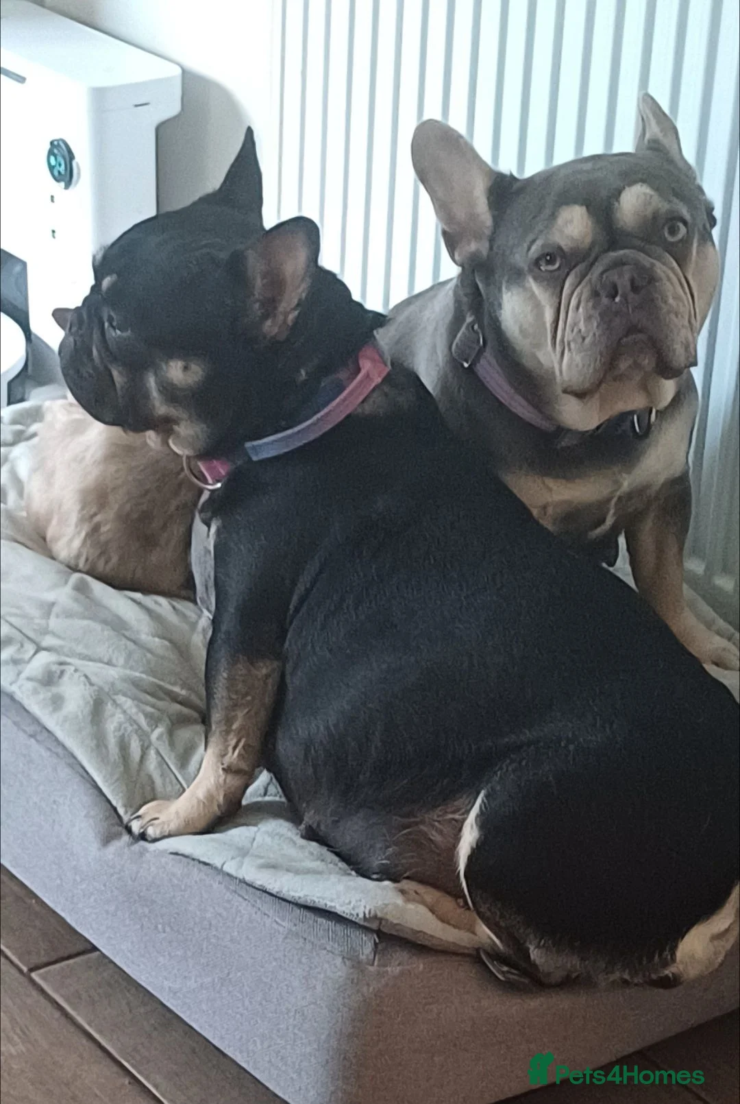 French Bulldog dogs for sale: Outstanding KC French Bulldog Puppies  - Advert 34